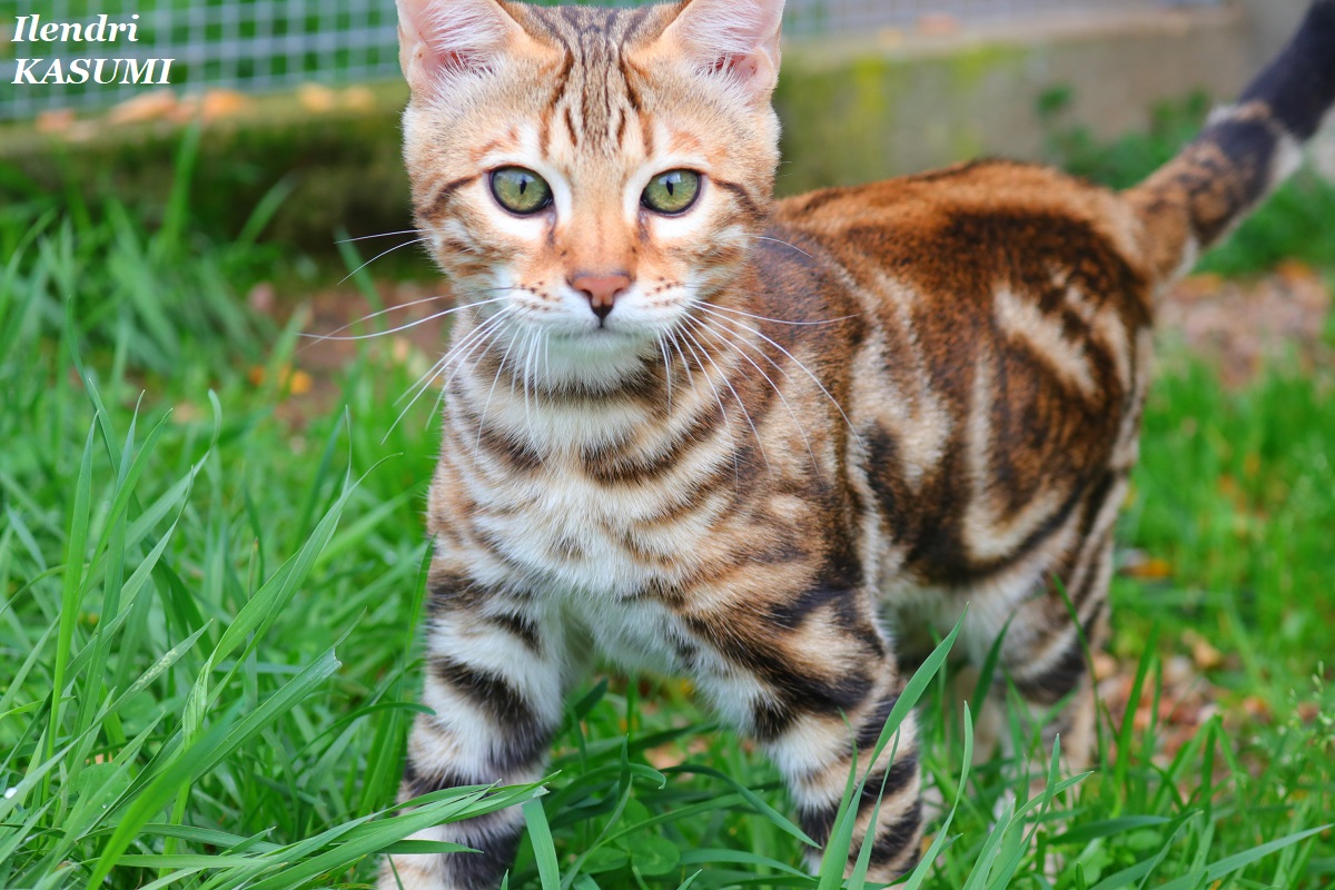 bengal marbled